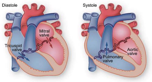 About heart valves | Novostia